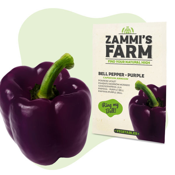 Paprika Purple Bell (Capsicum annuum) frø
