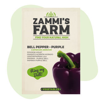 Paprika Purple Bell (Capsicum annuum) frø