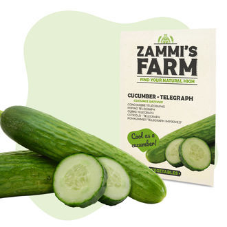 Telegraph-agurk (Cucumis sativus) fr&oslash;