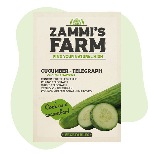 Telegraph-agurk (Cucumis sativus) frø