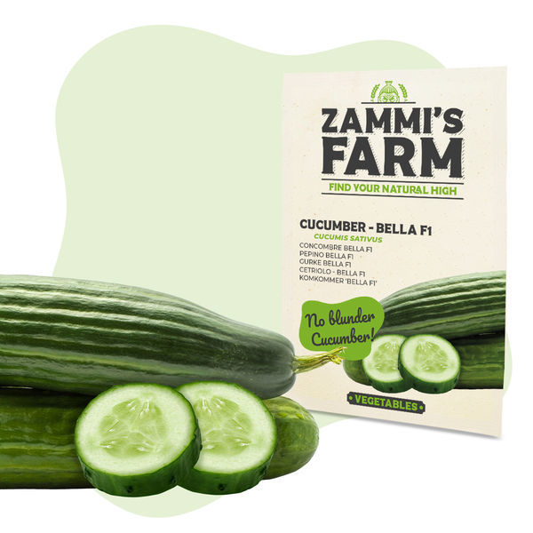 Agurk Bella F1 (Cucumis sativus) frø