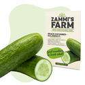 Kalimero F1 snackagurk (Cucumis sativus) frø