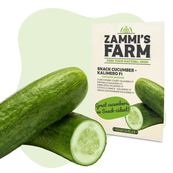 Kalimero F1 snackagurk (Cucumis sativus) frø