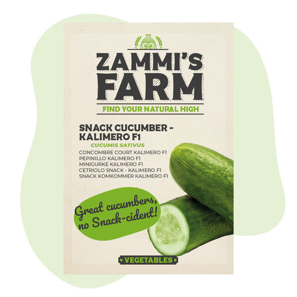 Kalimero F1 snackagurk (Cucumis sativus) frø