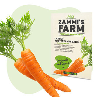 Gulerod Amsterdamse Bak 2 (Daucus carota) fr&oslash;