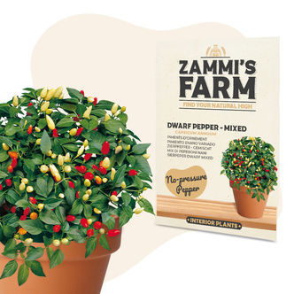 Dv&aelig;rgpeber 'Mixed' (Capsicum annuum) fr&oslash;
