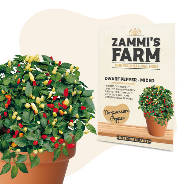 Dværgpeber 'Blandet' (Capsicum annuum) frø