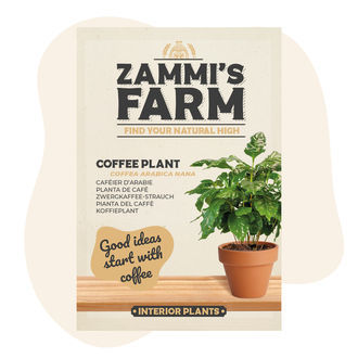 Kaffebusk (Coffea arabica nana) frø