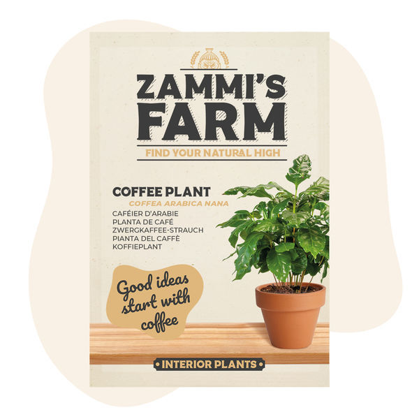 Kaffebusk (Coffea arabica nana) frø