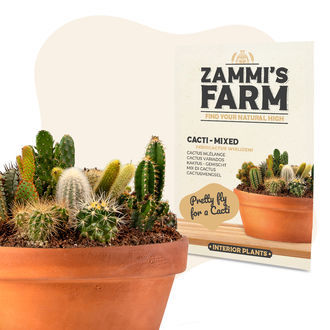 Kaktusmix (Ferocactus wislizeni) fr&oslash;