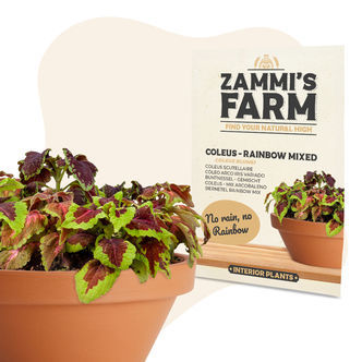 Paletblad &ndash; Rainbow Mix (Coleus blumei) fr&oslash;
