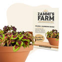 Paletblad – Rainbow Mixed (Coleus blumei) frø