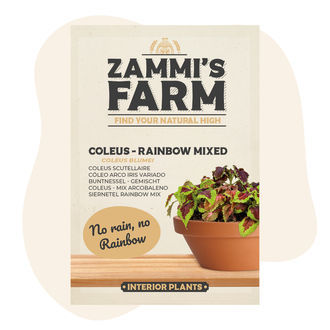 Paletblad – Rainbow Mixed (Coleus blumei) frø