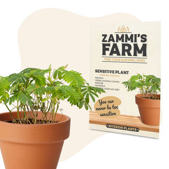 Sensitive Plant (Mimosa pudica)-fr&oslash;