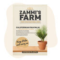 Frø af californisk ørkenviftepalme (Washingtonia filifera)