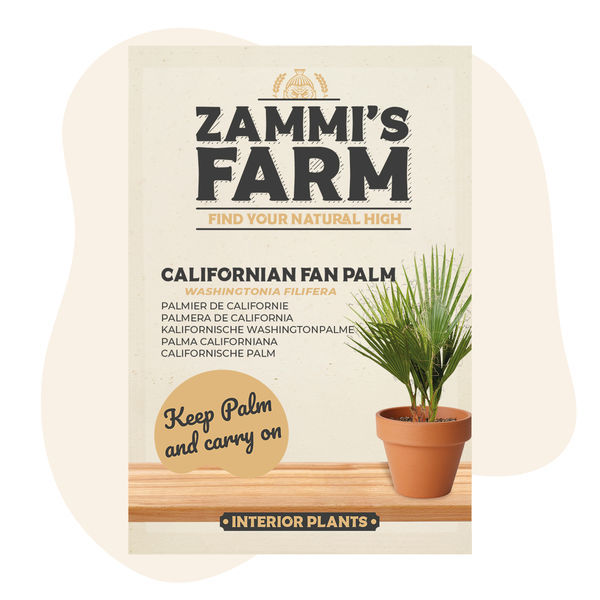 Frø af californisk ørkenviftepalme (Washingtonia filifera)
