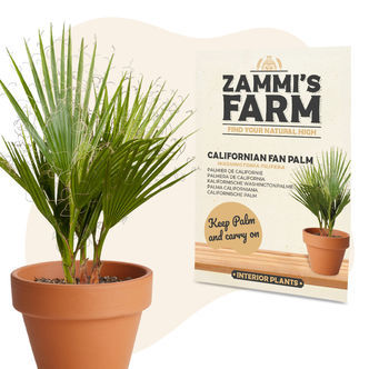 Fr&oslash; af californisk &oslash;rkenviftepalme (Washingtonia filifera)