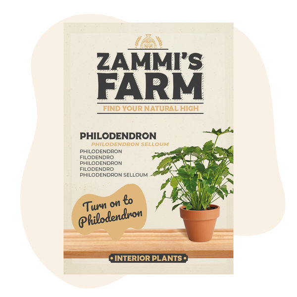 Philodendron (Philodendron selloum) frø