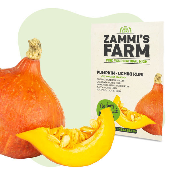 Uchiki Kuri-græskar (Cucurbita maxima) frø