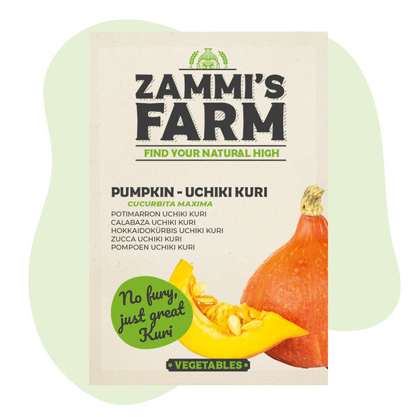 Uchiki Kuri-græskar (Cucurbita maxima) frø