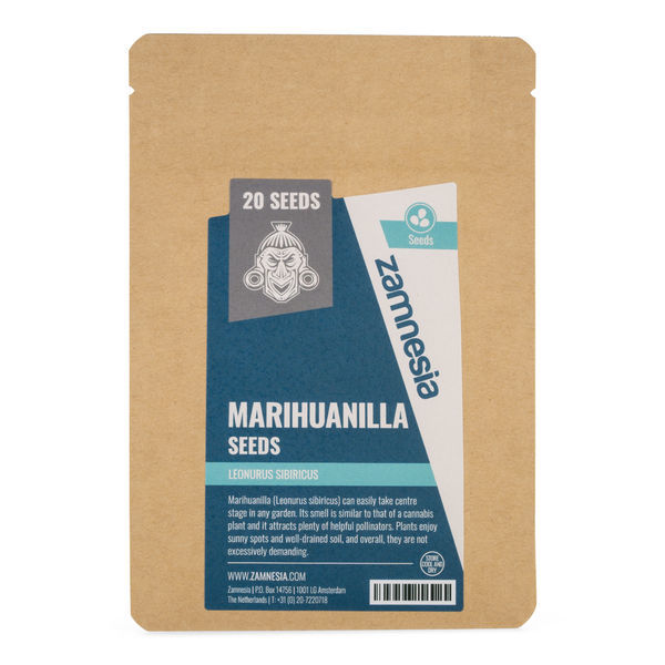 Marihuanilla (Leonurus sibiricus) frø
