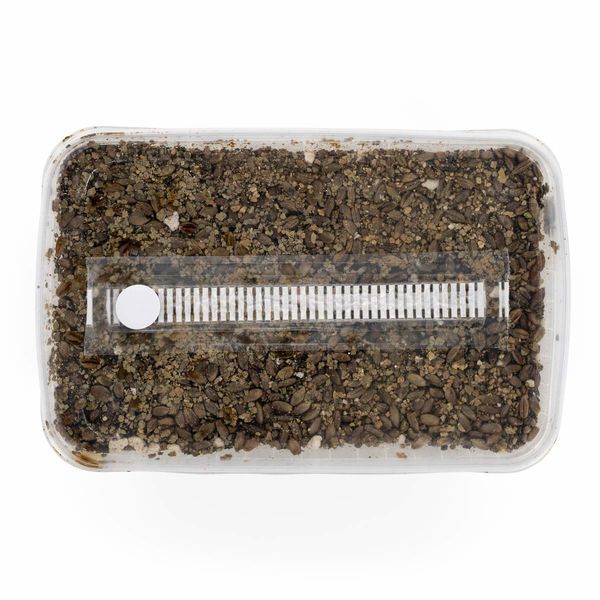 Steriliseret substratkit
