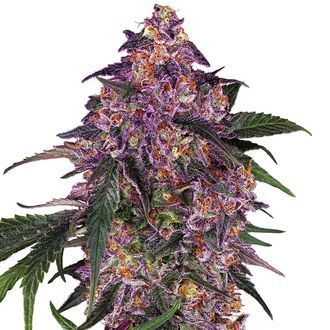 Sensi Purple Kush (Sensi Seeds) Feminiserede