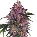 Sensi Purple Kush (Sensi Seeds) Feminiserede