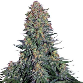 Blue Skunk (Sensi Seeds) feminiserede cannabisfr&oslash;