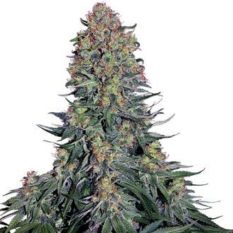 Blue Skunk (Sensi Seeds) Feminiserede