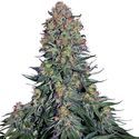 Blue Skunk (Sensi Seeds) Feminiserede