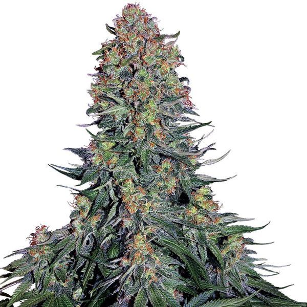 Blue Skunk (Sensi Seeds) Feminiserede