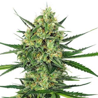 Tangerine Sugar (Sensi Seeds) feminiserede cannabisfr&oslash;