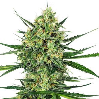 Tangerine Sugar (Sensi Seeds) Feminiserede