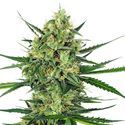 Tangerine Sugar (Sensi Seeds) Feminiserede