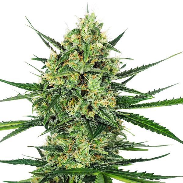 Tangerine Sugar (Sensi Seeds) Feminiserede