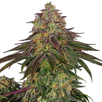 Sweet Cherry Kush (Sensi Seeds) feminiserede cannabisfr&oslash;