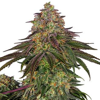 Sweet Cherry Kush (Sensi Seeds) Feminiserede
