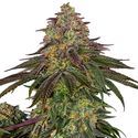 Sweet Cherry Kush (Sensi Seeds) Feminiserede