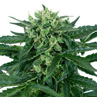 Sensi Amnesia Auto (Sensi Seeds) feminiserede cannabisfr&oslash;