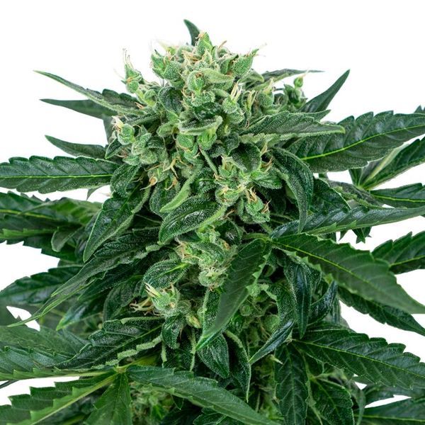 Sensi Amnesia Auto (Sensi Seeds) Feminiserede