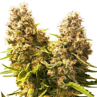 Banana Kush Cake Auto (Sensi Seeds) feminiserede cannabisfr&oslash;