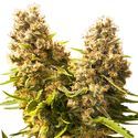 Banana Kush Cake Auto (Sensi Seeds) Feminiserede
