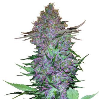 Purple Skunk Autoflower (Sensi Seeds) Feminiserede