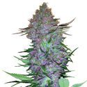 Purple Skunk Autoflower (Sensi Seeds) Feminiserede