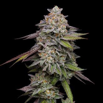 Double Stack (Compound Genetics) Feminiserede