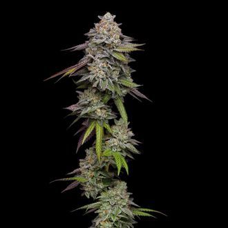Double Stack (Compound Genetics) Feminiserede