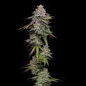 Double Stack (Compound Genetics) Feminiserede