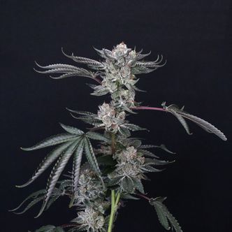 Luxar-Dos (Compound Genetics) feminiserede cannabisfr&oslash;