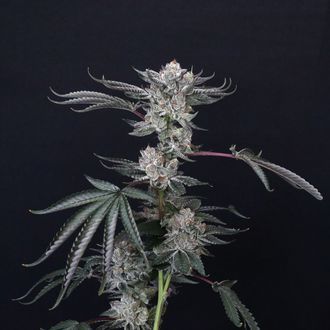 Luxar-Dos (Compound Genetics) Feminiserede